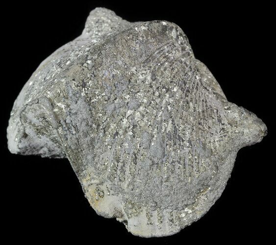 Pyrite Replaced Brachiopod (Paraspirifer) - Ohio #52697